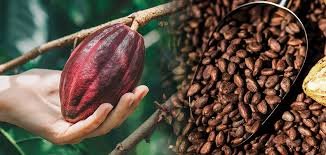 Cocoa Seeds